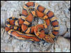 Okeetee female 01