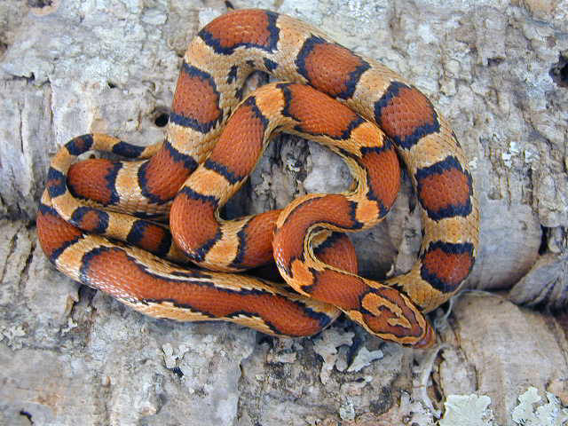 Okeetee female 01