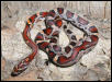Okeetee hatchling
