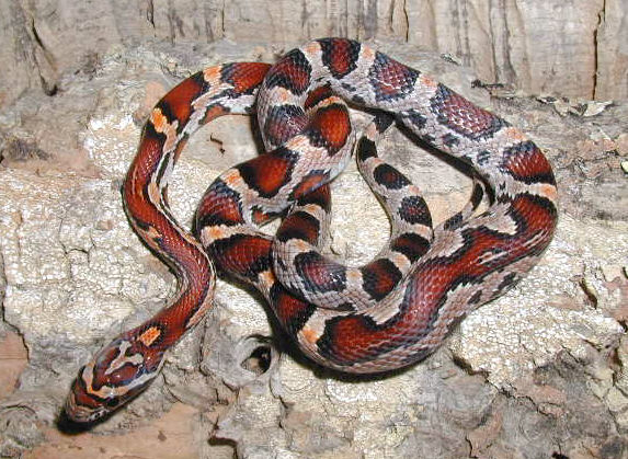 Okeetee hatchling