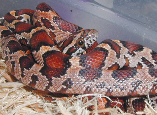 Okeetee Corns