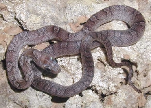 Female Pewter 02