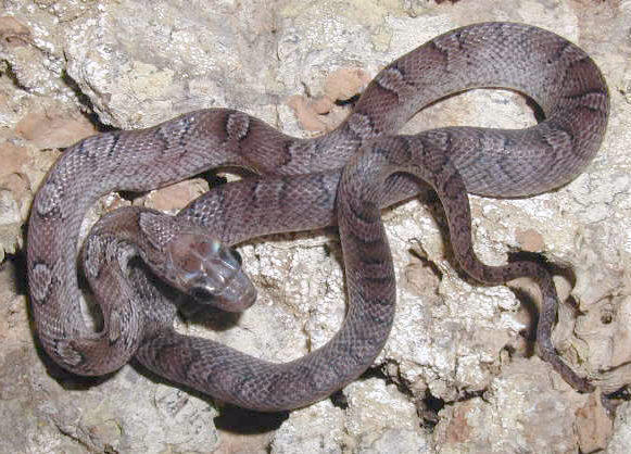 Female Pewter 02