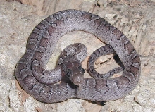 Male Pewter 02