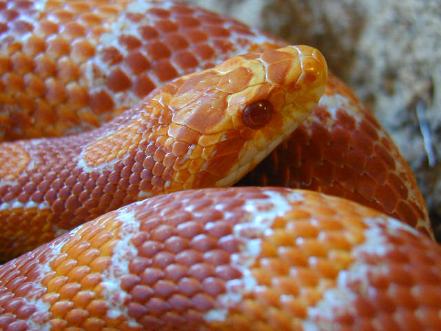 Reverse Okeetee Male