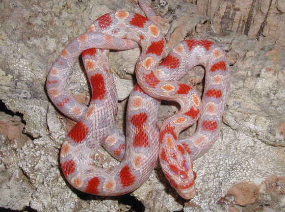 Male Reverse Okeetee 02