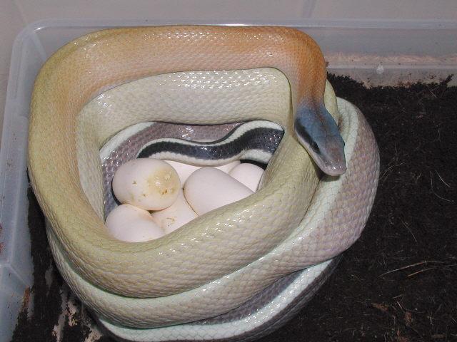 E. t. ridleyi with eggs