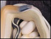 E. t. ridleyi with eggs