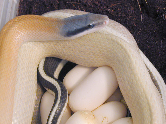 E. t. ridleyi with eggs
