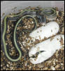 E. t. ridleyi hatchling