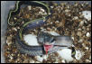 E. t. ridleyi