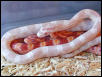 Snow and Amel Corns