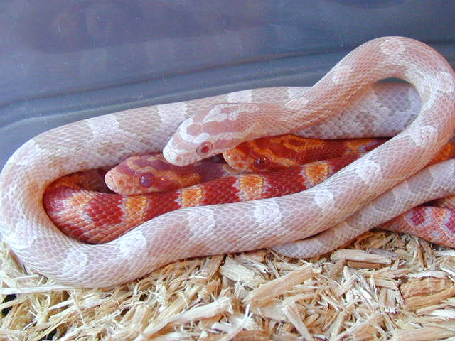 Snow and Amel Corns