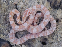 Male Snow Motley 02