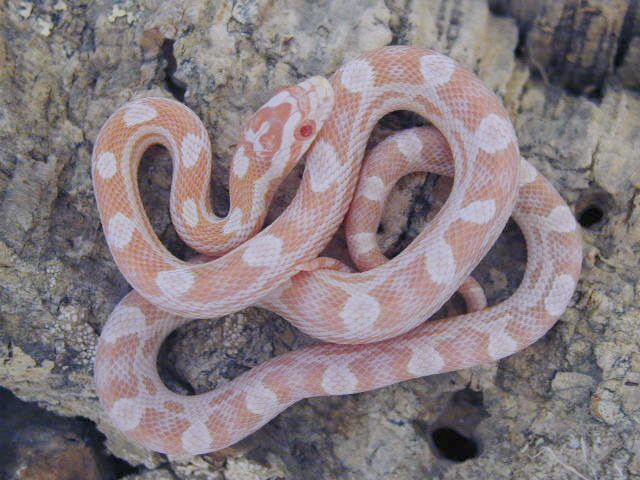 Male Snow Motley 02