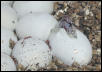 Vanishing stripe corn hatching