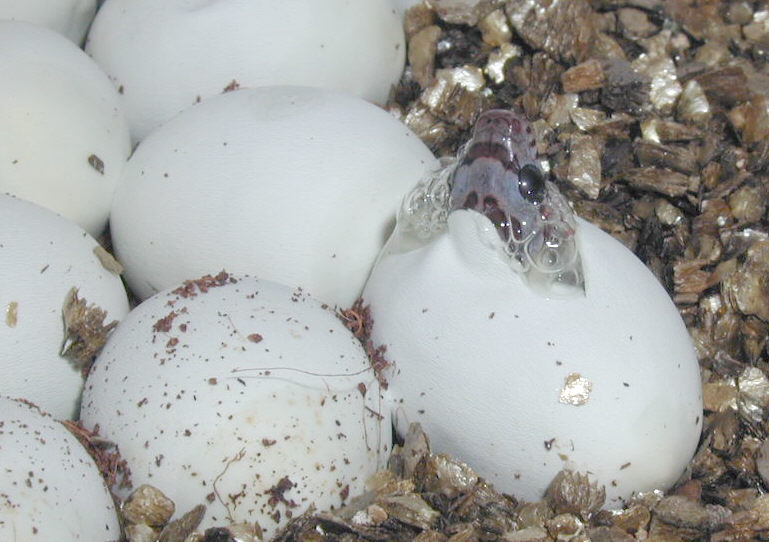 Vanishing stripe corn hatching