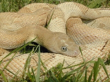 Female blonde suboc