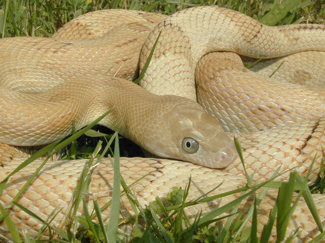 Female blonde suboc