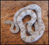 Axanthic TransPecos Rat