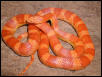 Sunglow female 99