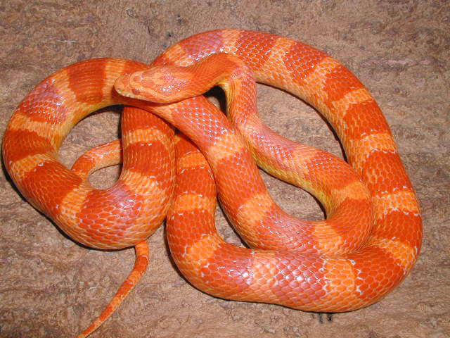 Sunglow female 99