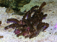 Saltwater - Austin Aquariums