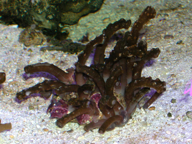 Saltwater - Austin Aquariums