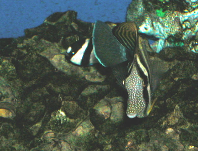 Saltwater Photos