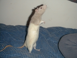 Bandit
