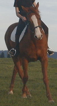 Elvis