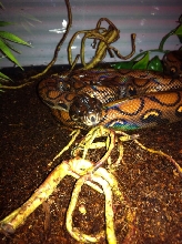 Female Brazilian Rainbow Boa