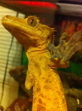 Crested Gecko