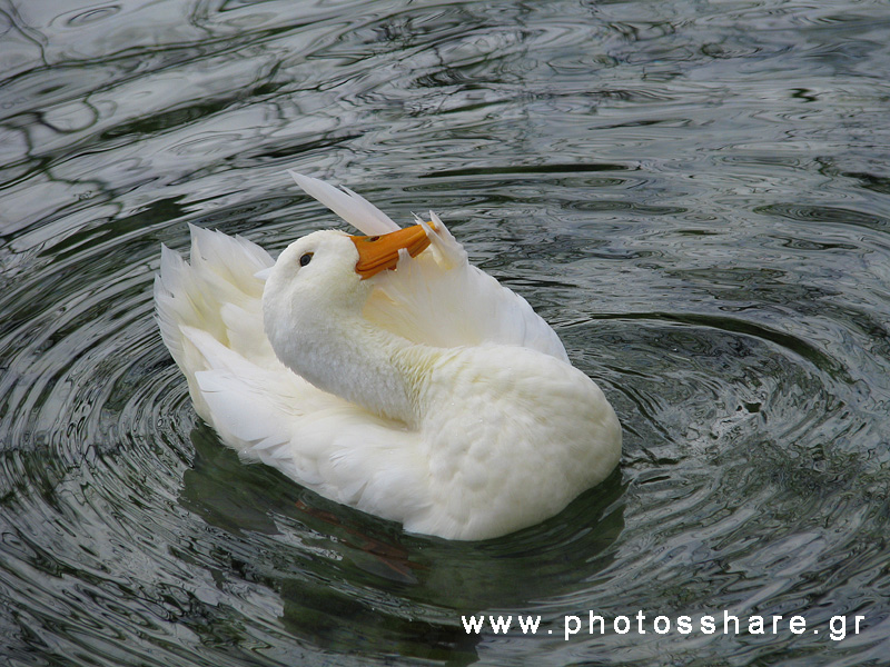 dancing cute duck