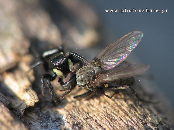 jumping spider