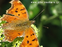 butterfly macro