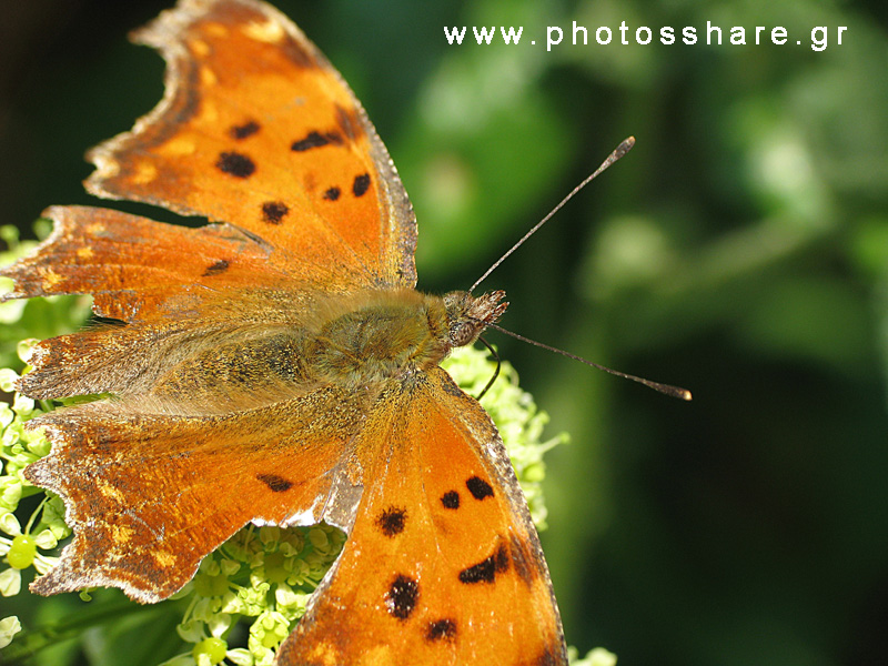 butterfly macro