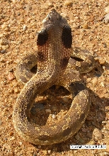 Heterodon platirhinos