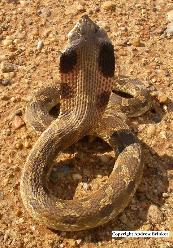 Heterodon platirhinos
