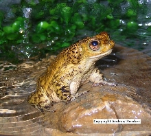 Puerto Rican Crested Toad (Bufo lemur)