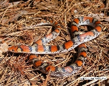 Cemophora coccinea