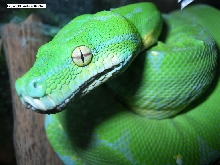 Morelia viridis