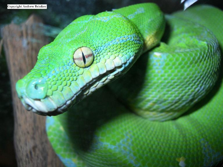 Morelia viridis