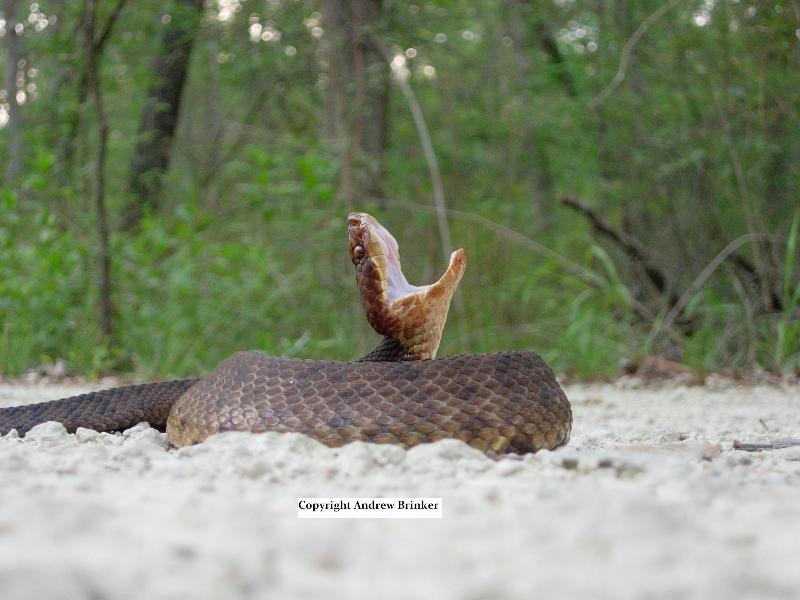Agkistrodon piscivorus