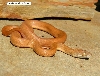 Savu Python