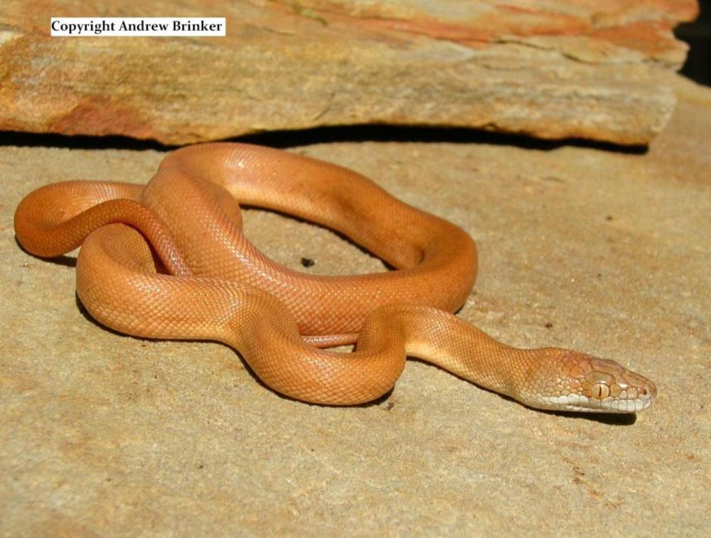 Savu Python
