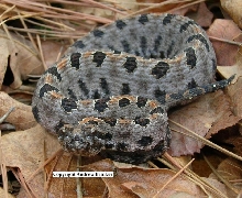 Sistrurus miliarius streckeri
