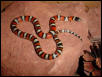 New Mexico milksnake