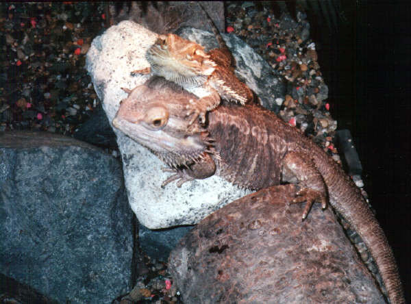 Beardies Puff and Rex