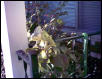 Veiled Chameleon (George)